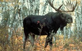 Maybe you would like to learn more about one of these? Restoring Moose Habitat The Nature Conservancy In Minnesota