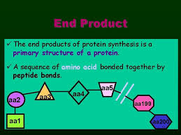 Student Exploration Rna And Protein Synthesis Answer Key Activity B Solved Name Lab Instructor Exploration Rna Synthesis Chegg Com Rnaproteinsynthesisse Key Qn85p6yq02n1 Rna And Protein Synthesis Answer Key Vocabulary