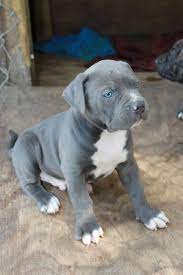 American bulldogs can have any colour of eye as per the ukc standard although a dark eye is preferred, however the eyes must match in colour. Are Those Not The Bluest Blue Eyes Ever Via Kaufmannspuppy Pit Puppies Bulldog Puppies Baby Animals