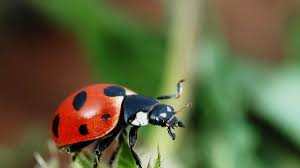 Fortunately, it is fairly easy to eliminate a carpet beetle infestation with the right products and treatment plan. Ladybugs Escaping Inside To Survive The Cold
