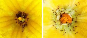Never fear your pumpkin plant will eventually develop female flowers with tiny fruit attached below the flower. Native And Invasive Ants Affect Floral Visits Of Pollinating Honey Bees In Pumpkin Flowers Cucurbita Maxima Scientific Reports