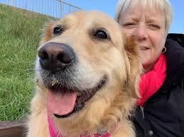 This is the beautiful Miss Goldie, who is approaching 15 years next month.  She came into my life 5 years ago and has been so much more than just my  best friend,