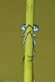 Black And Yellow Dragonfly With Green Eyes Hide N Peek The Damselfly Who Thought He Was Hidden But Was Given Away By His Bug Eyes Damselfly Animals Beautiful Beautiful Bugs