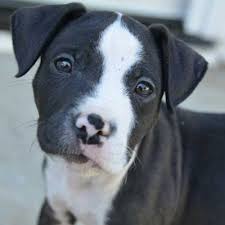 Pit bull rescue san diego. Tahoe Is An Adorable Two Month Old Terrier Puppy Up For Adoption At Helen Woodward Animal Center In Sandiego Pitbull Puppies Animals Dog Sounds
