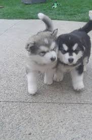 Pin On Akc Siberian Husky Puppies For Sale And They Are All Ready To Go Now All Puppies Are With 50 Discount Now Call Text 1 774 768 0125 Puppies