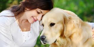 Resultado de imagem para cão a receber carinho no sofá