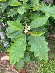 Image result for Solanum chrysotrichum