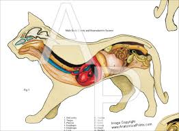 cat internal anatomy poster 24 x 36