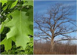 Today, when i look outside or sit in the yard i am flooded with memories of my old friend and the times we had together. Red Oak A Tree For All Seasons Evergreen