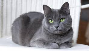 Mavi Rus Kedisi Ozellikleri Nelerdir Yavru Russian Blue Kedisinin Bakimi Nasil Yapilir Evcil Hayvan