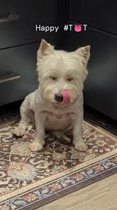 We went over to Auntie Josie's and Kiki worked her sad puppy dog eyes at  her and showed her her limp and she made us beef bone broth with beef liver  as a yummy, healthy snack! We couldn't stop licking ...
