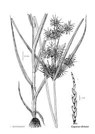 Image result for Cyperus distans