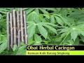 Hasil gambar untuk Obat Herbal Cacingan