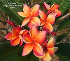 Firestorm A Brilliant Rainbow Plumeria With An Excellent Scent To Match Medium Growth Habit Plumeria Flowers Plumeria Flower Pot Design