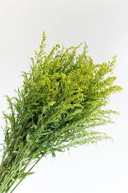 Image result for Solidago