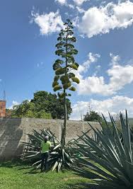 Despite what its name might suggest, a. Mezcaleria Agave