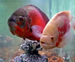 Life In The Ocean And Its Colors Oscar Fish Tropical Fish Cool Fish