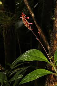 Image result for Acanthaceae