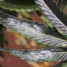 One of the hallmarks of powdery mildew is its appearance. Stopping Powdery Mildew In Your Marijuana Grow Room