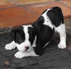 She may have more lab in her looks or more bulldog or have an even mix of the two. Bullador Puppy At 5 Weeks Old English Bulldog Labrador Retriever Hybrid Puppies English Bulldog Mixed Breed Dogs