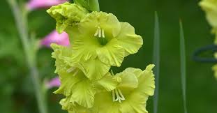 They are related to irises. How To Keep Your Gladiolus Flowers From Falling Over