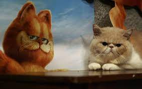 Nombres De Gatos De Peliculas 20 Ideas Con Explicacion Vida Con Mascotas