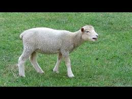 There's a baby sheep and sheep called lamb.we will not go deep into the history of such a. Cute Baby Lamb Baaing Youtube