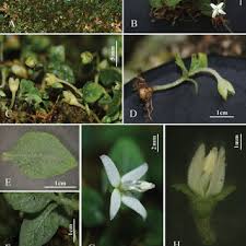 Image result for Kohautia confusa