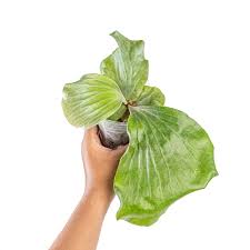 Image result for Platycerium elephantotis