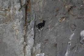 Jaw Dropping Photos Show How Far Mountain Goats Will Go To Lick Salt Mountain Goat Goats Show Goats