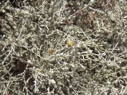 Image result for Seddera