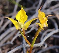Image result for Disa cryptantha