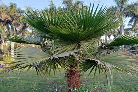 Image result for Washingtonia robusta