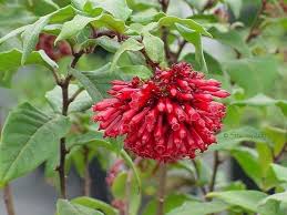 Image result for Cestrum elegans