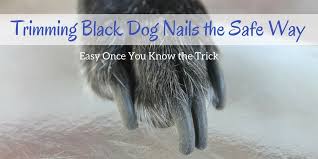 t black dog nails the safe way