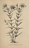 Image result for Hypericum scioanum