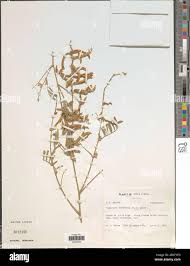 Image result for Tephrosia rhodesica