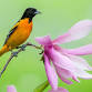 Songbirding! Breeding Song Birds Session