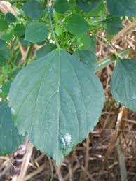 Image result for Acalypha fruticosa