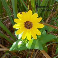 Image result for Helianthus debilis