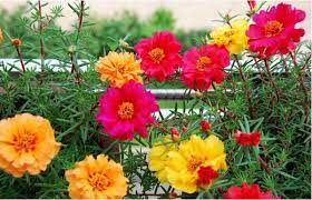 Plant these flowers if you want to welcome butterflies in your garden. Grow These Plants In Your Garden To Attract Beautiful Birds And Butterflies Blog Nurserylive Com Gardening In India