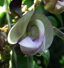 Image result for Wajira