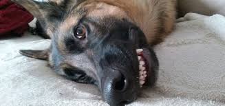 I have often heard the term smile and the whole world smiles with you. Smile 6 Easy Ways To Keep Your Dog S Teeth Healthy Modern Dog Magazine