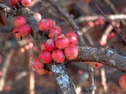 Image result for Feretia