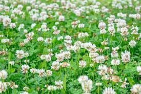 And when in bloom, the small white flowers have 4 petals. Trifolium Repens White Clover