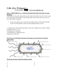 Check spelling or type a new query. Cells Alive Webquest