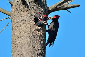 Picchio nero nella foresta di leoben (stiria, austria). Picchio Nero Al Nido Foto Immagini Animali Uccelli Allo Stato Libero Animali Allo Stato Libero Foto Su Fotocommunity