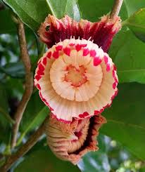 Image result for Napoleonaea angolensis