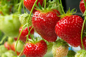 Die naturgemäß winterharten eigenschaften von erdbeeren erleichtern den überwinterungsprozess dabei enorm. Erdbeeren Pflegen So Wird S Gemacht