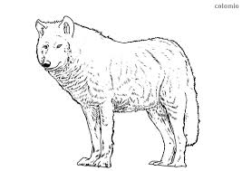 By best coloring pages august 10th 2013. Wolves Coloring Pages Free Printable Wolf Coloring Sheets